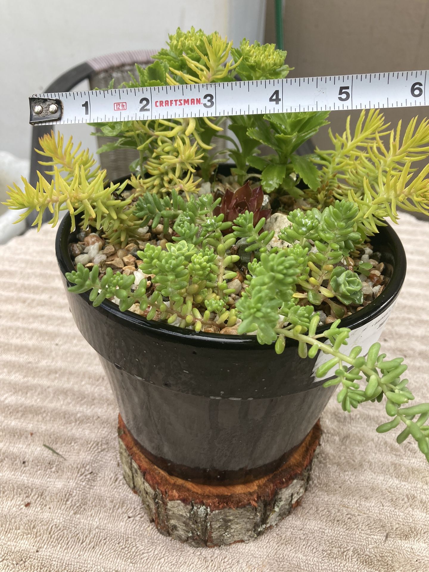 Succulents