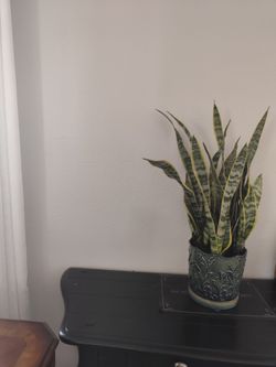 Snake plants