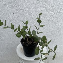 String Of Coin/ Silver Dollar Coin Succulent Plant