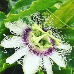 yellow passion Fruit Plant 🪴 3gal Plantas  de maracuya  en 3gal