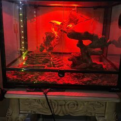 Ball Python W Cage 