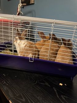 Small Animal Wire Cage with Purple Base