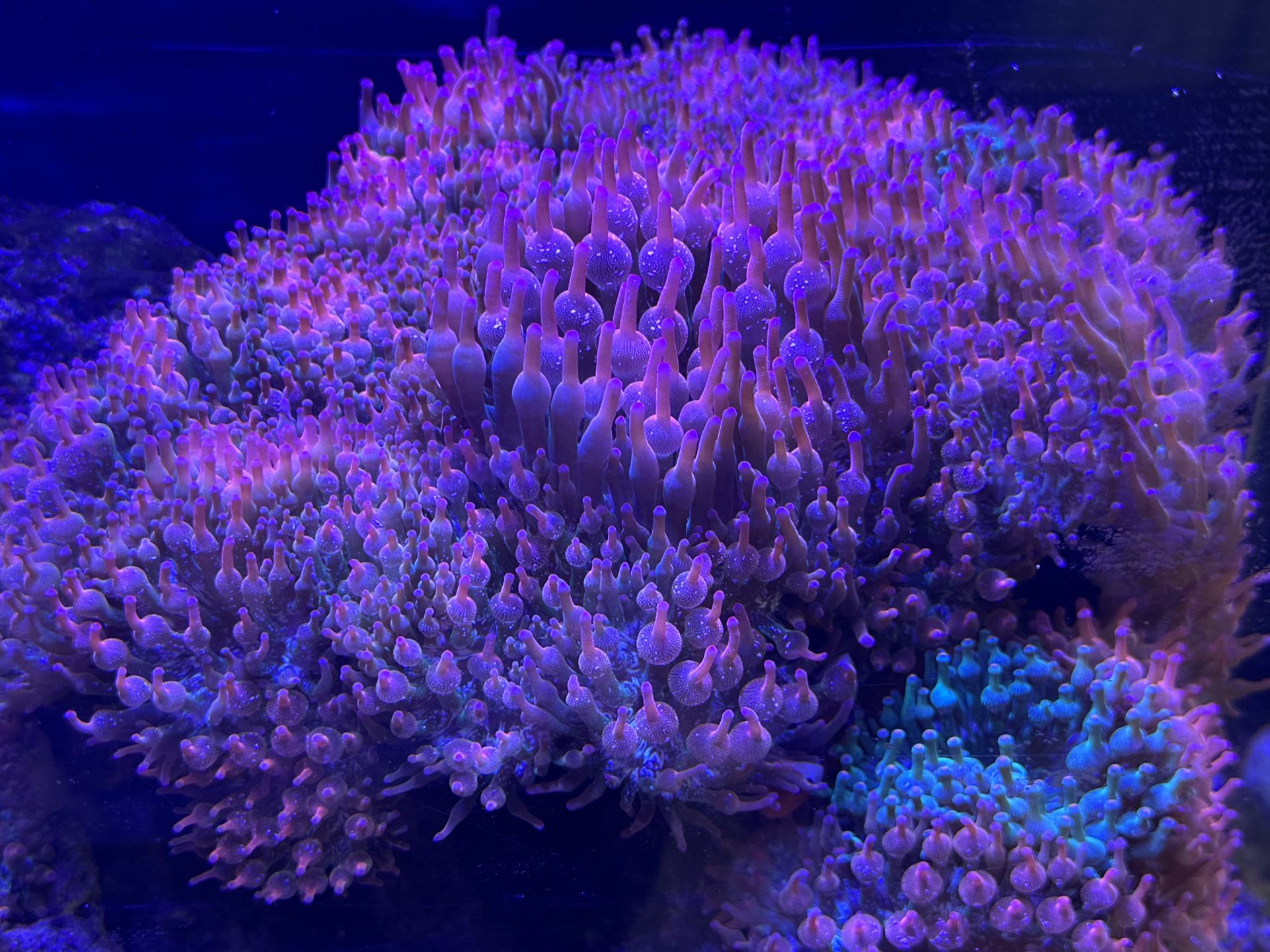 Reef With Softies And Anemobes