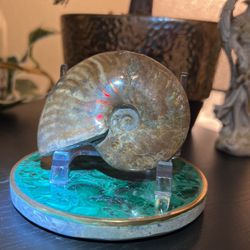 Iridescent Ammonite Fossil $20 (Crystals)