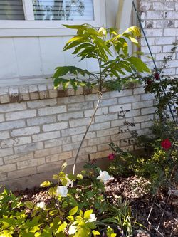 This Is A Pecan Tree, You Dig it Out.