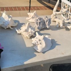 BUNCH OF OCEAN SEA SHELLS 