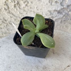 2 Inch Pot Succulent Plant - Echeveria Peach Pride Variegated - Drought Resistant - Rooted & Established 🪴 Perfect Baby & Wedding Shower Favors 