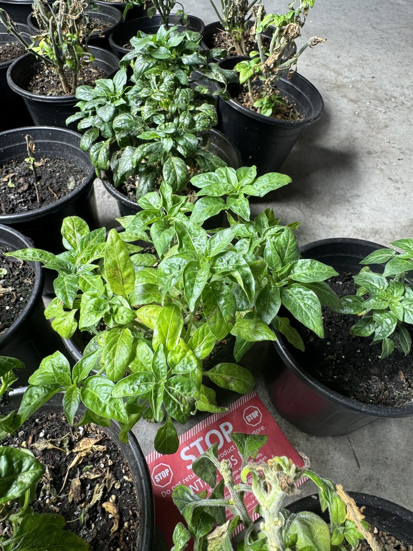 Chili Peppers