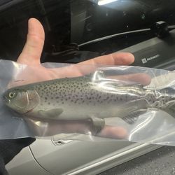 Hawg Hunter Swimbait