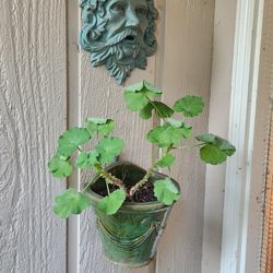 🪴Plants for sale🌷Sunday🌲3/22🪻12pm