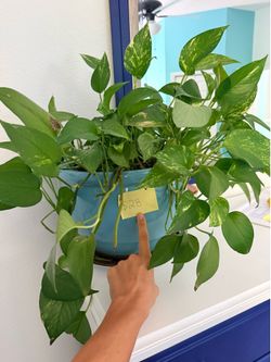 Pothos and pot