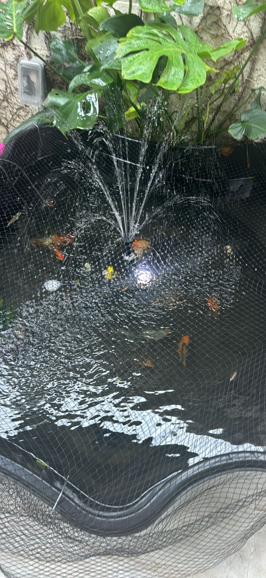 Accepting Any Fish, bunny, birds, reptile, etc that You Need To Give Away. Read description!
