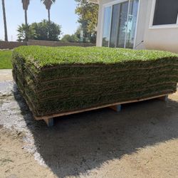 marathon 1 fresh sod grass