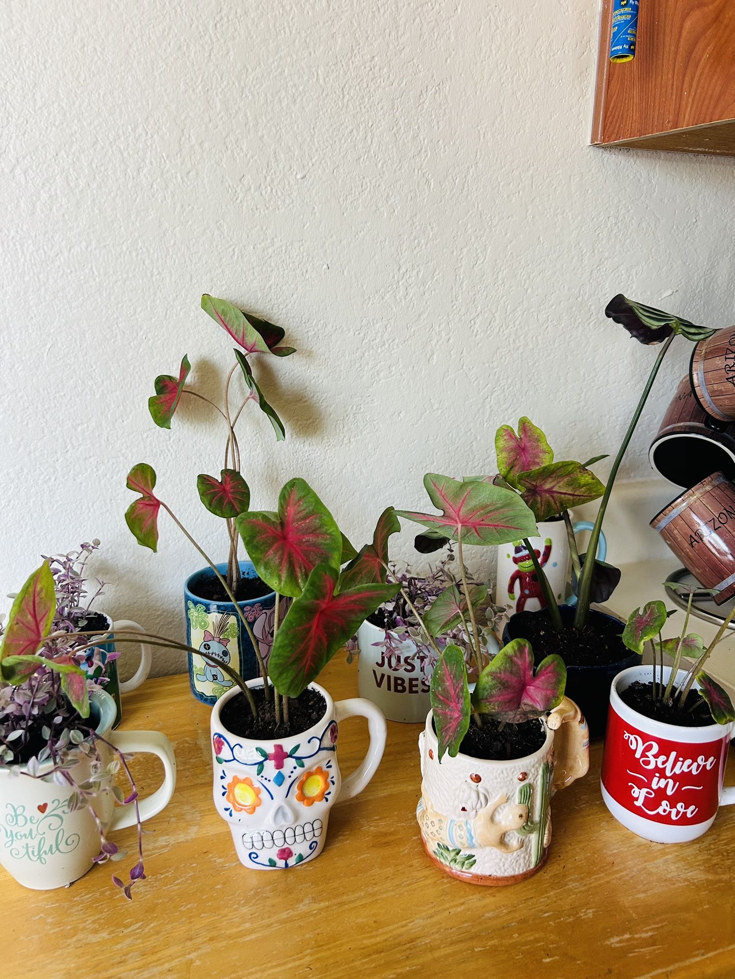 Plants For Sale 8 Each