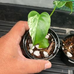 Monstera Devil Monster