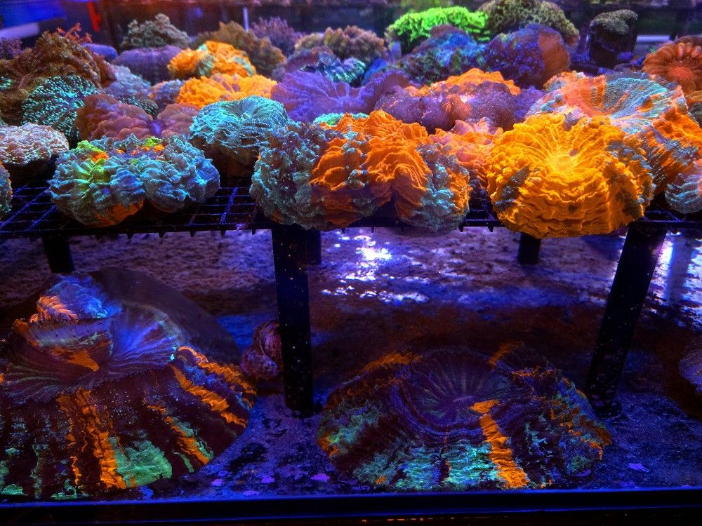 🔥CORALS DECORATIONS FOR MARINE TANK OVER 500 CORALS IN STOCK PICK-UP - DELIVERY - SHIP