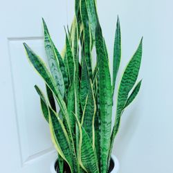 Very Full And Healthy Sansevieria Laurentii Snake Plants Give Out The Fresh Air And Take Away The Bad One - 3’8” Tall - Ceramic Pot Not Including 