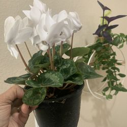 White Flowers Annual House Plant 4” Potted Liveplant 