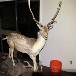 Full Stuffed Deer