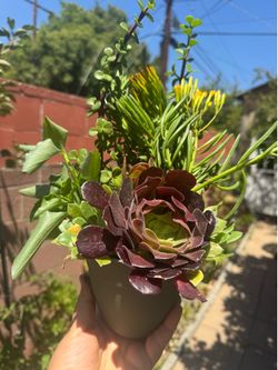 Pretty plants