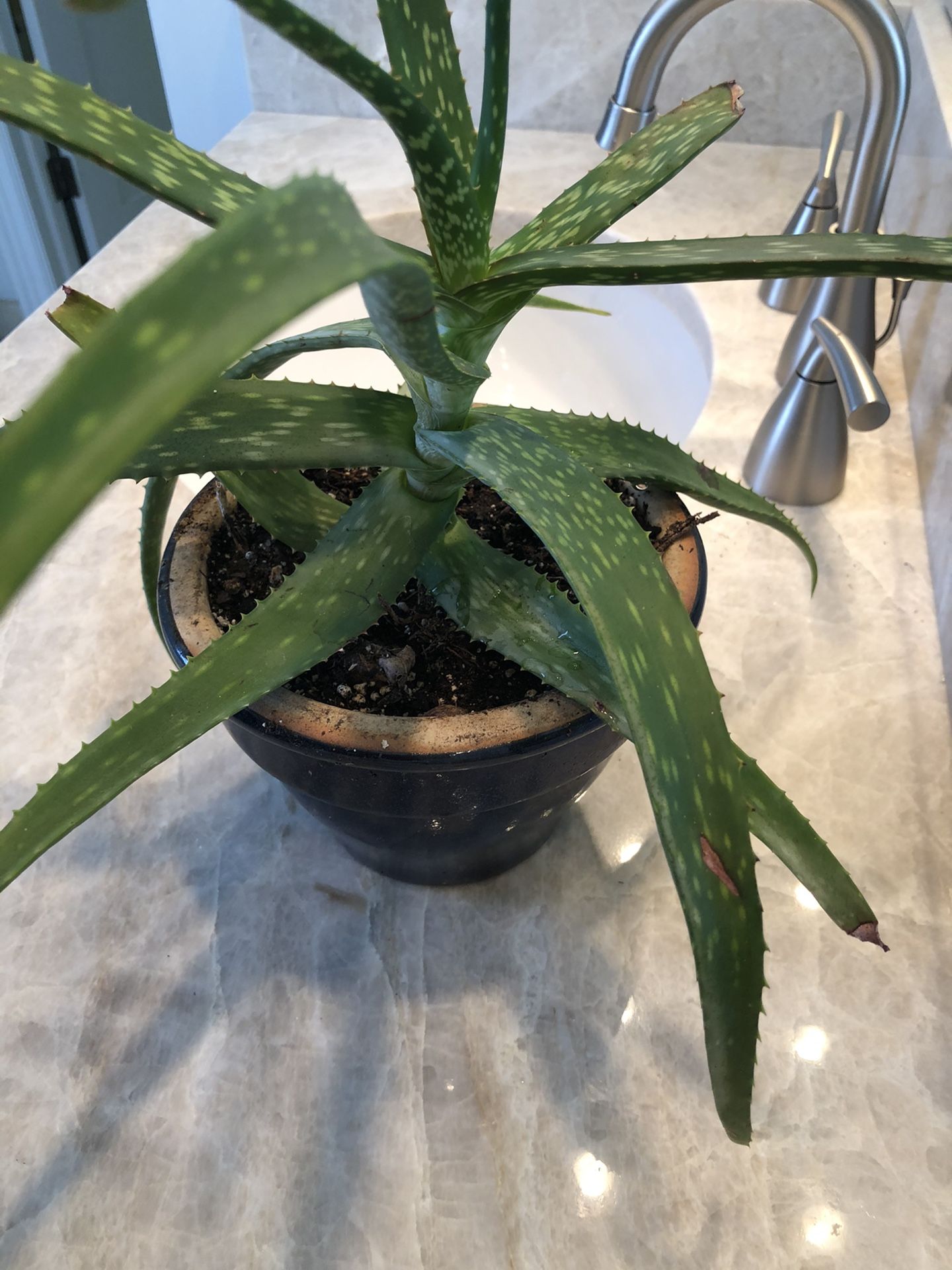 Aloe Plant In A Ceramic Pot