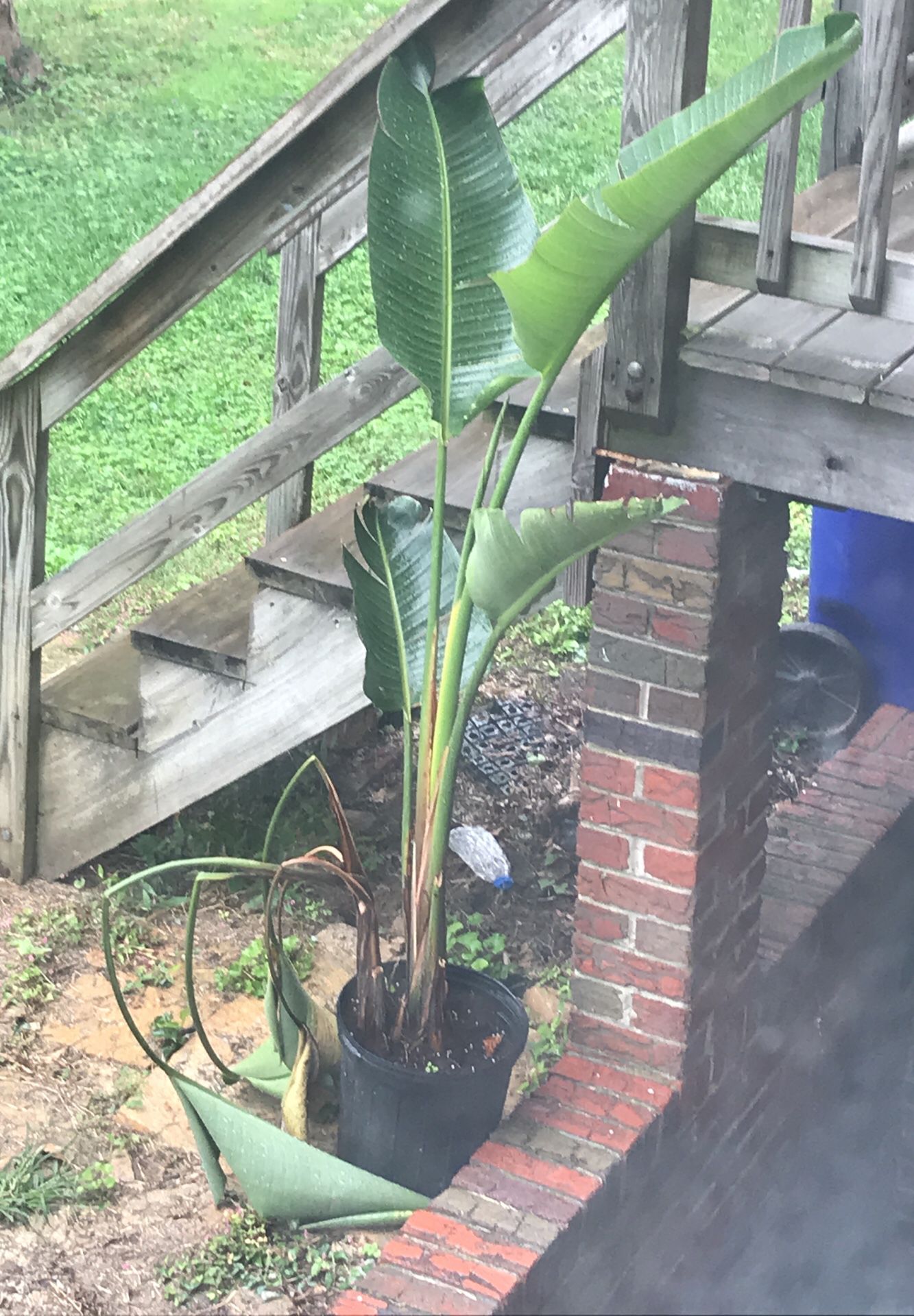 Free live houseplant in bad condition