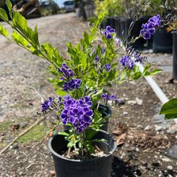 #40 Sky Flower 5gal 4feet tall  Flowers droop down Making it a excellent over Hanging plant