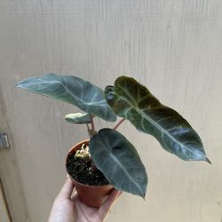 4” alocasia pink dragon