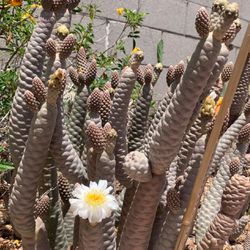 Potted Pine Cone Cactus Plants
