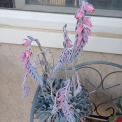 Beautiful Blooming "Hens & Chicks" Succulents