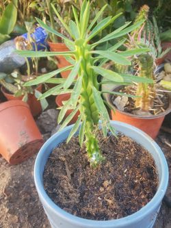Euphorbia Luricata African Palm 