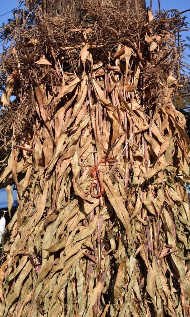 Halloween Corn Stalk Bundles Fall Decorations Now Available!