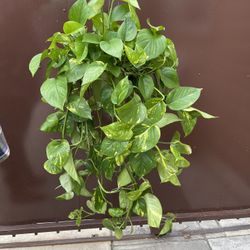 6β golden pothos