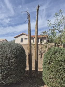 Saguaro Skeleton 