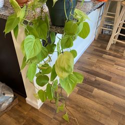 Philodendron Lemon Lime Long Vines