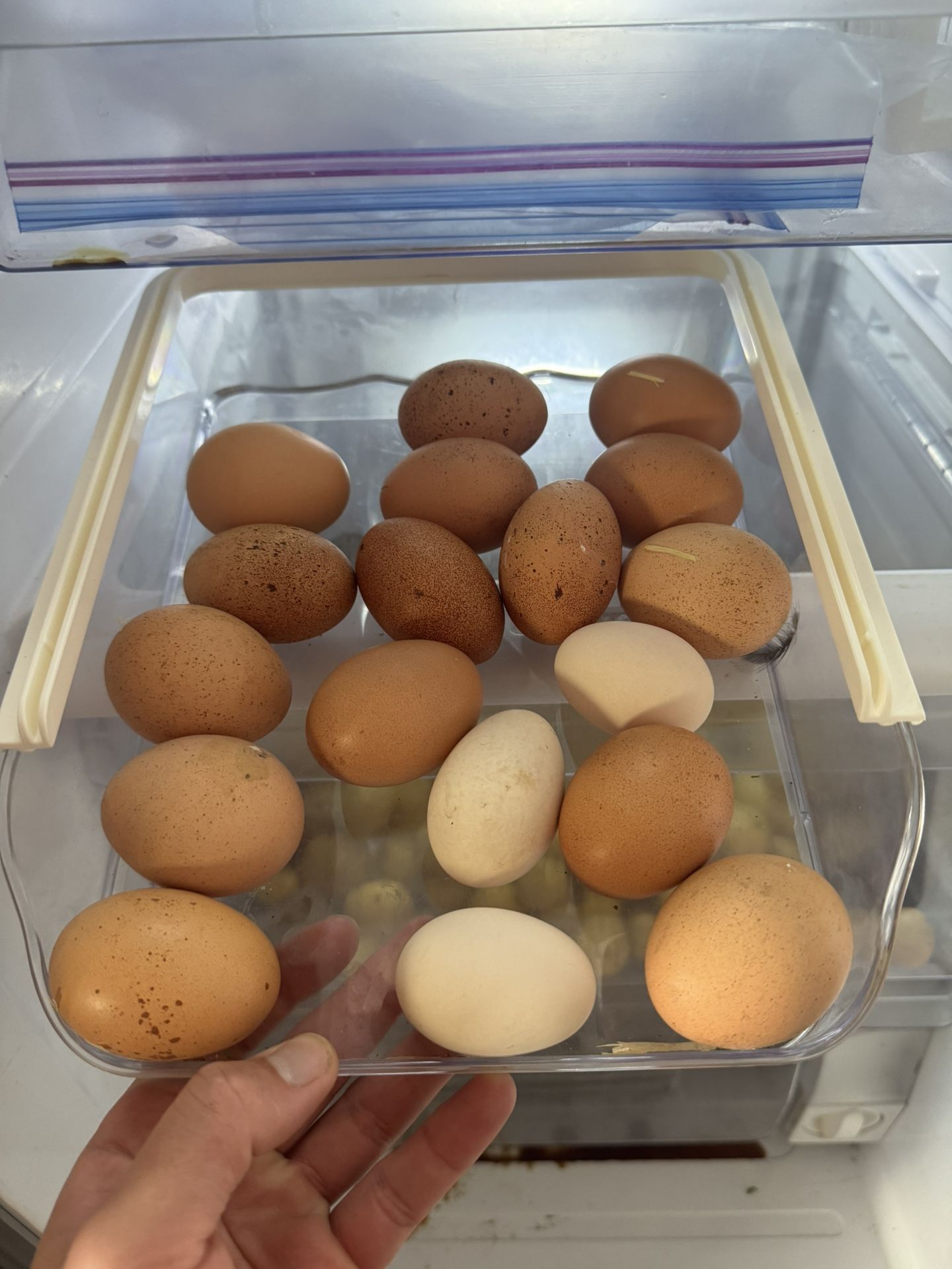 Organic Eggs
