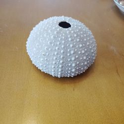 Sea Urchin Shell