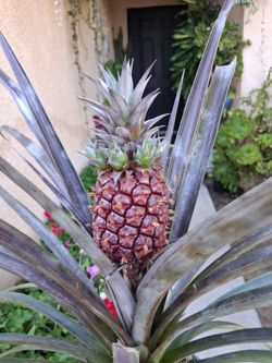 Bromeliad Purple PINEAPPLE 🍍 Plant $40