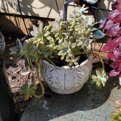 Succulent Plant Pot 🪴 