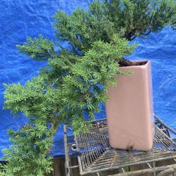 Bonsai Japanese Garden Juniper $50 Each