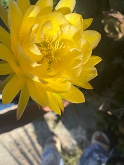 Captus amarillo