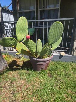 Huge large potted cactus plant stunning