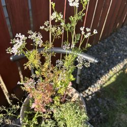 Cilantro And Perennials In A Ceramic Pot