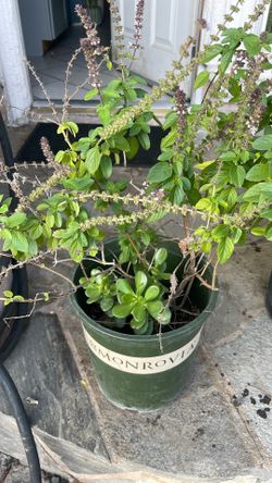 Planta De Albacore Y Jade 