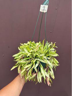 6” variegated Hoya Wayetti