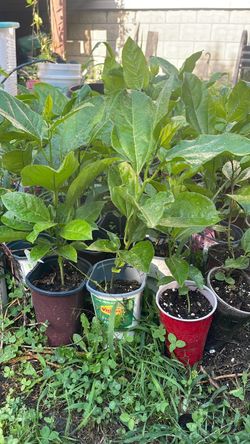 Passion fruit trees $10 each