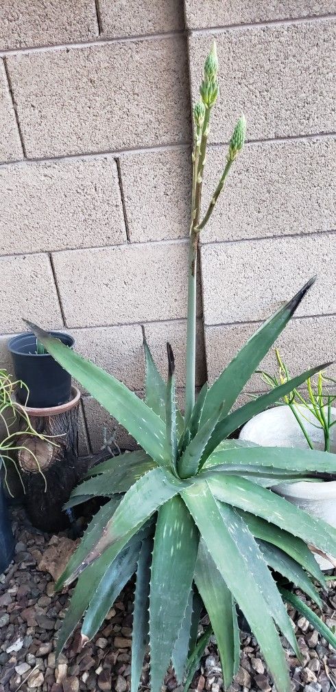 Aloe Vera Plant/Desert Plant/Succulent