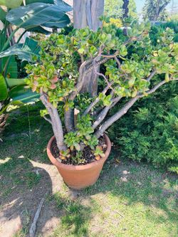 Large Terrocota Jade Plant