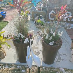 Pink mahi grass quarterline and purple heart combo with Great Egret statues