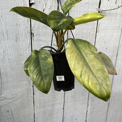 Philodendron in hanging pot